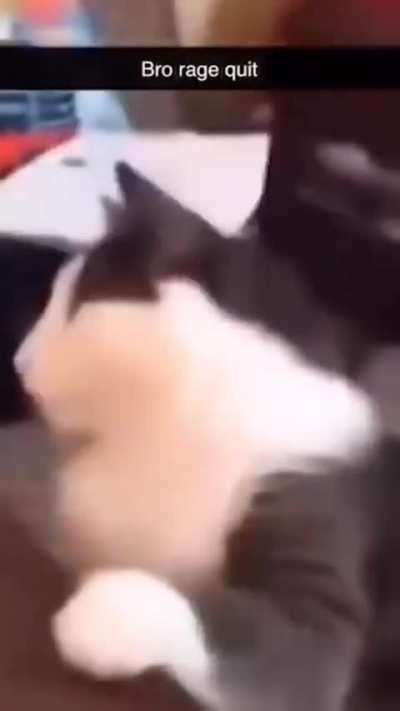 Random cat?