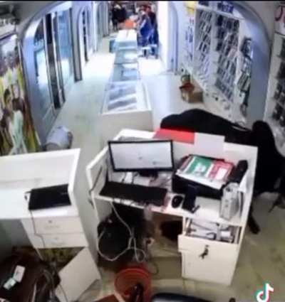 Modern version of "Bull in a China shop" - Bull in an electronics store