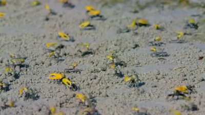 Fiddler crab showing their dancing skills...