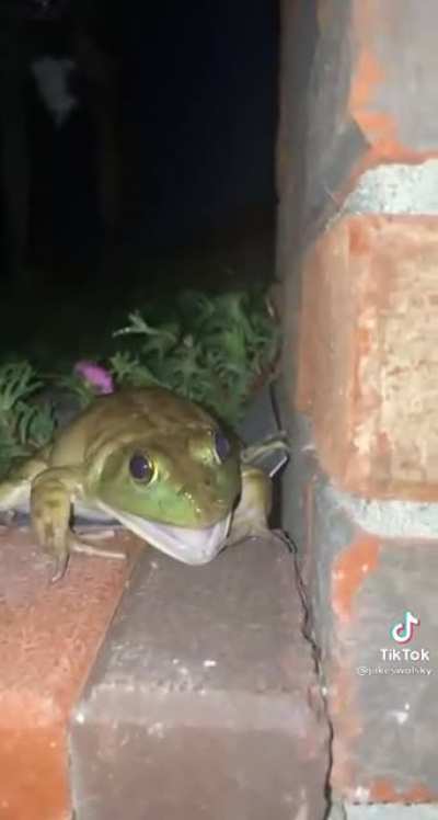 Ribbit? ?
