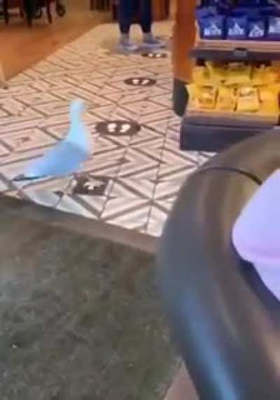 Note the Casual Entry and Hurried exit of this "Experienced Seagull Shoplifter"