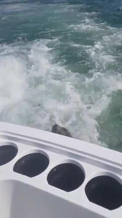 Feeding a wild seal.