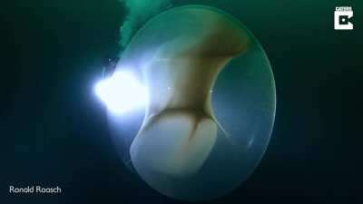 ? Swimming Next To Giant Squid Egg