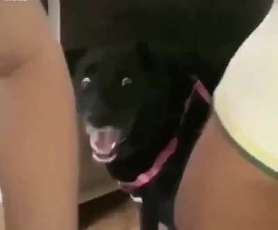 The dogs is like OH DEAR GOD (earrape warning)