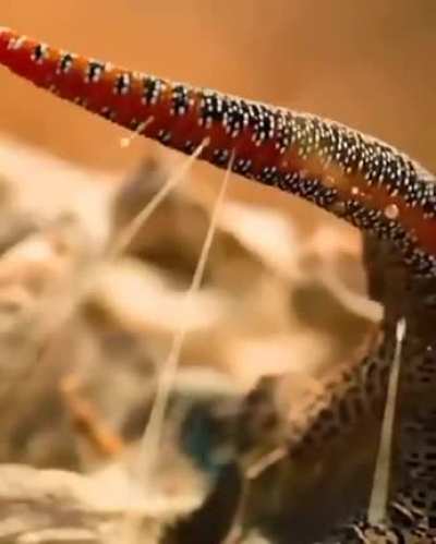 ? This Golden-Tailed Gecko - displaying its defensive (offensive) arsenal