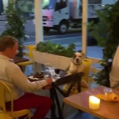 Best Dinner companion ever.