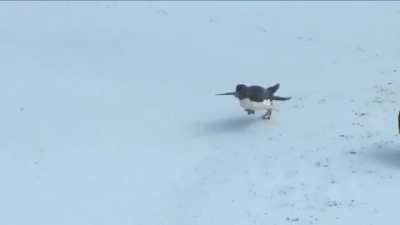 ? Ducks rescue a baby penguin