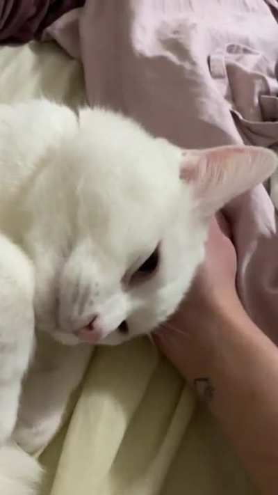 my deaf cat squeaks when he’s really happy ?