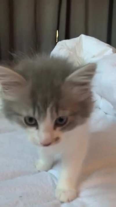 His first squeak