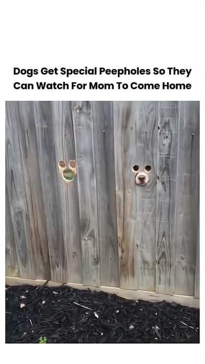 Dogs get special peepholes so they can watch for Mom to come home