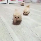 Oh lawd they comin'