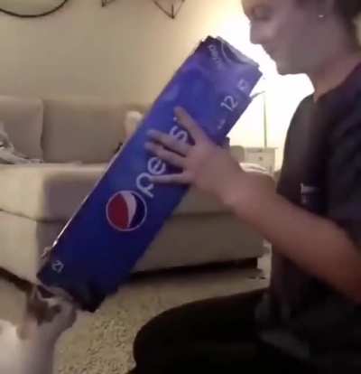 Abrupt Cat