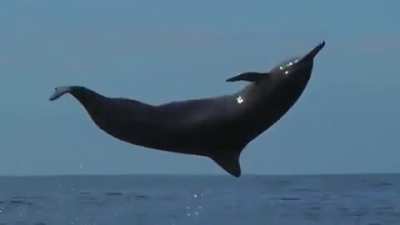 ? The Spinner Dolphins Awesome Acrobatic Moves