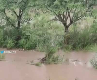 Mother dog jumps into floodwater to save her puppy.. ??❤️