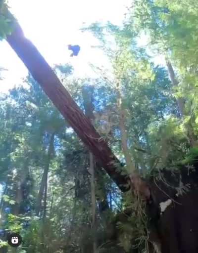 Log jumping in the Pacific Northwest Redwoods