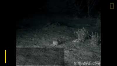 Rats are freaking ninjas!