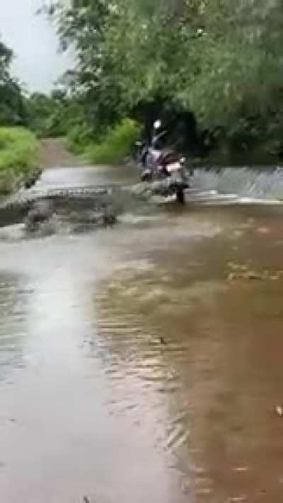 ? Alligator crossing
