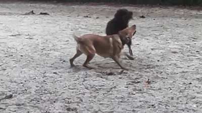 My dog lives to play fetch, this dog lives to give love, and mine ain’t having it ?