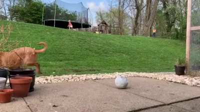 Deb the pig gets her buddy George to zoom with her