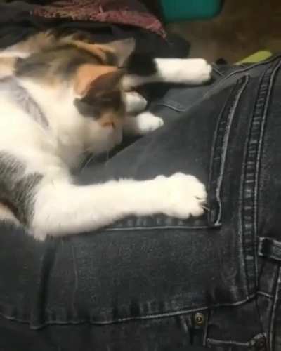 Meow_irl