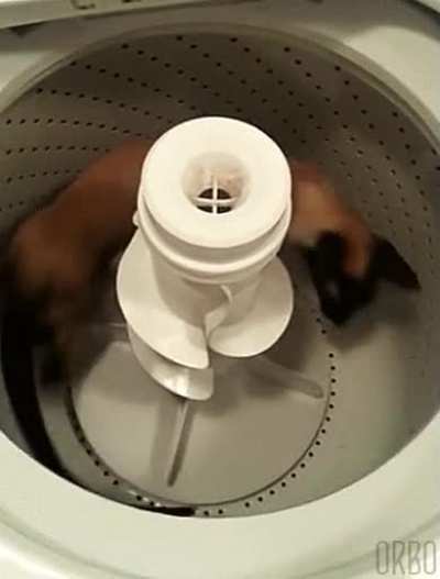 Purrfect Loop