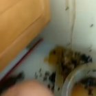 ? Honey