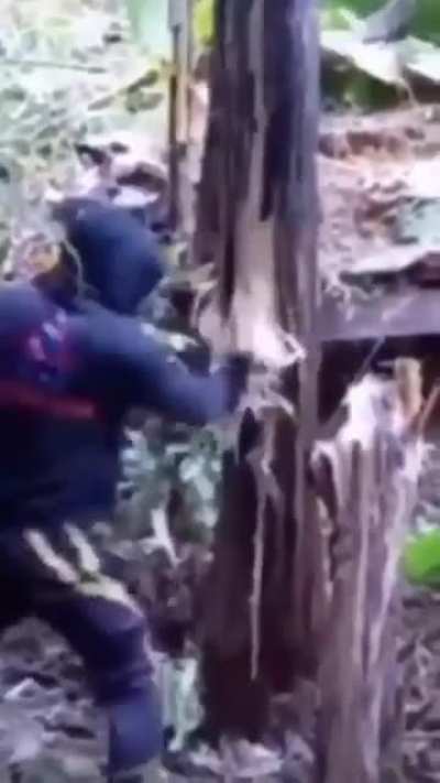 He punched down the tree ?
