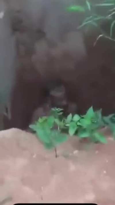 attacks a pitbull and end in the pit