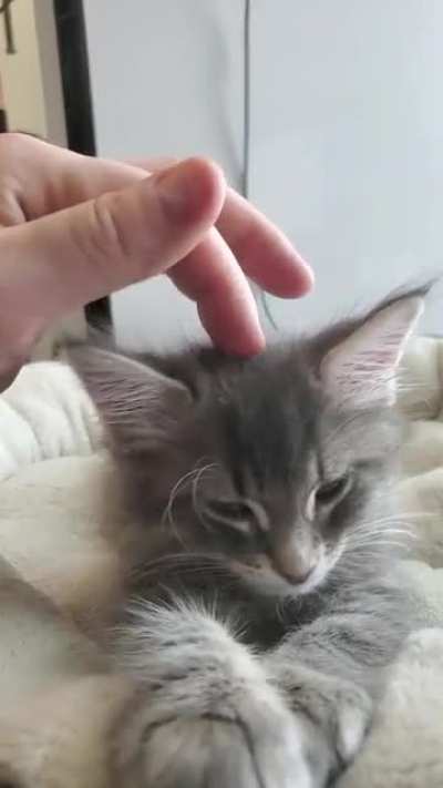 Sleepy boi