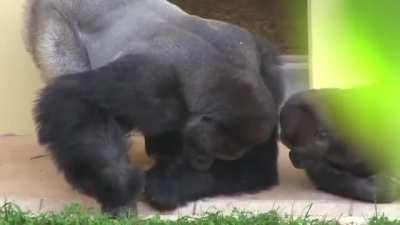 Silverback and his son, calmly observe a caterpillar.