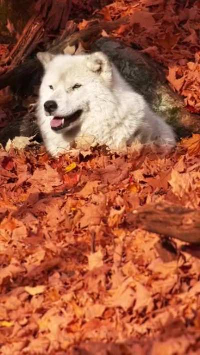 ? White Arctic Fox enjoying the fall colors