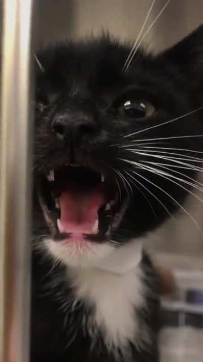 My cat immediately started looking for the screaming baby?