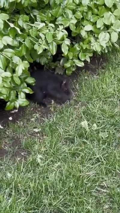 ? Today I learned that not only can squirrels be black, but they roll their babies into fuzzy little balls to carry them easier.