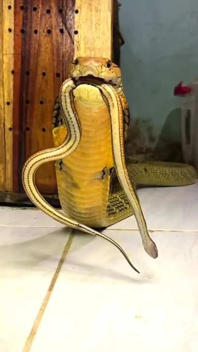 A cobra giving a warning 'growl' to a human filming it.