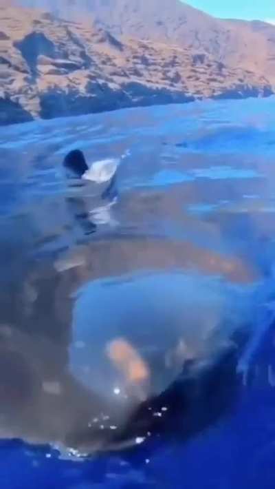 ? A curious great white checking out a scuba diver’s camera