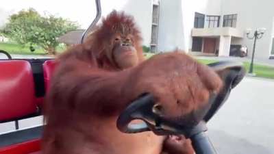 Orangutan drives a golf car