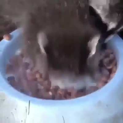When eating is more important than breathing ?