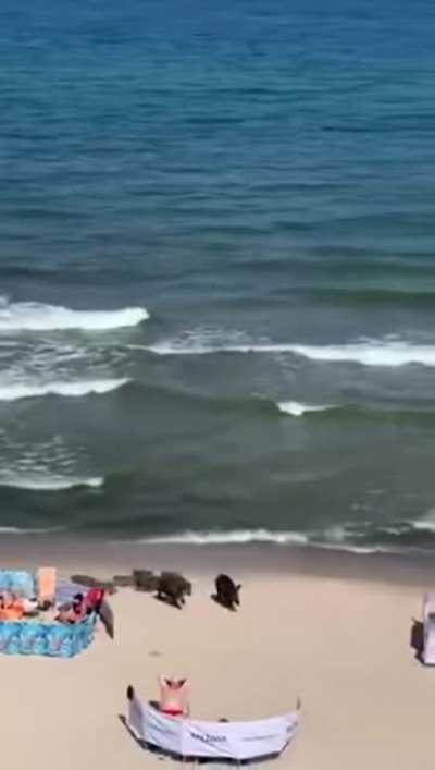 Getting boared on the beach