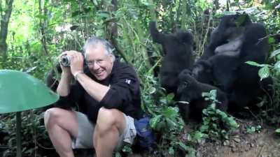 While the Gorillas saw John and thought, "Damn, that's a weird looking white Gorilla", the cameraman really tried his best to get John killed, all in vain.