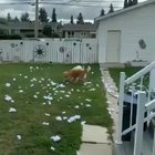 When your human comes home earlier than you expected