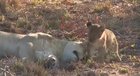 ? Lioness loving her cub ?