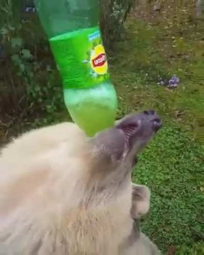 Just a sip