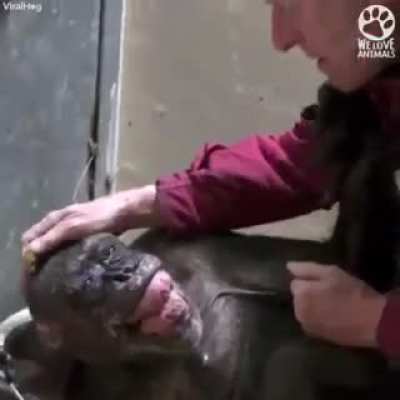 Dying chimp recognizes old friend
