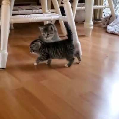 Smol derp