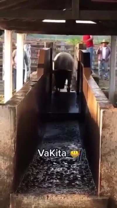 Bath time..? COWBUNGA....