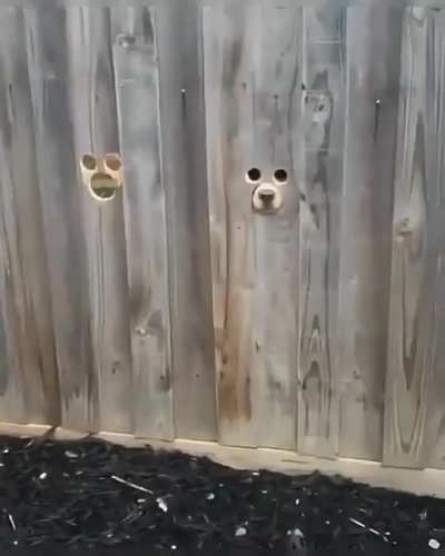 They see me rollin'