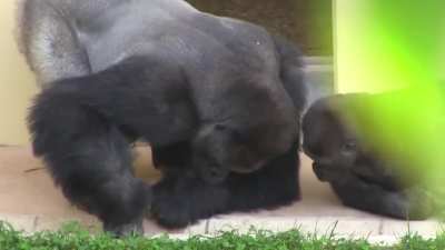 ? Silverback and his son, calmly observing a caterpillar ?