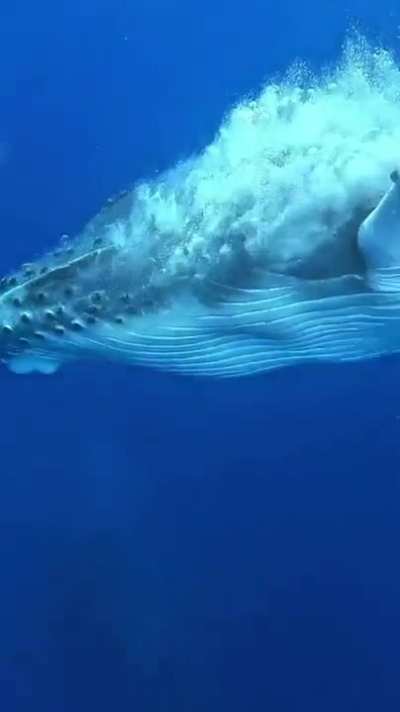 ?Baby Humpback whale showing off