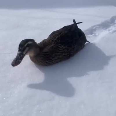 ? After all, snow is water!