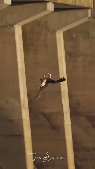Bald Eagle pulls a stunt against a Peregrine Falcon